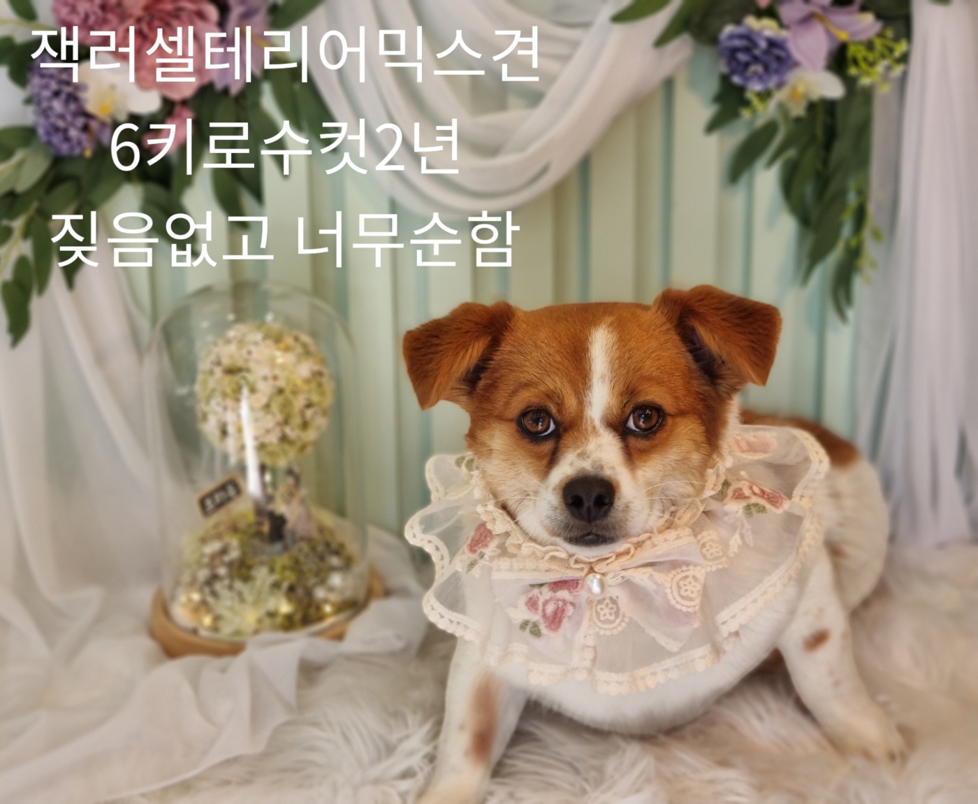 공고 번호가 경북-성주-2024-00181인 기타 동물 사진