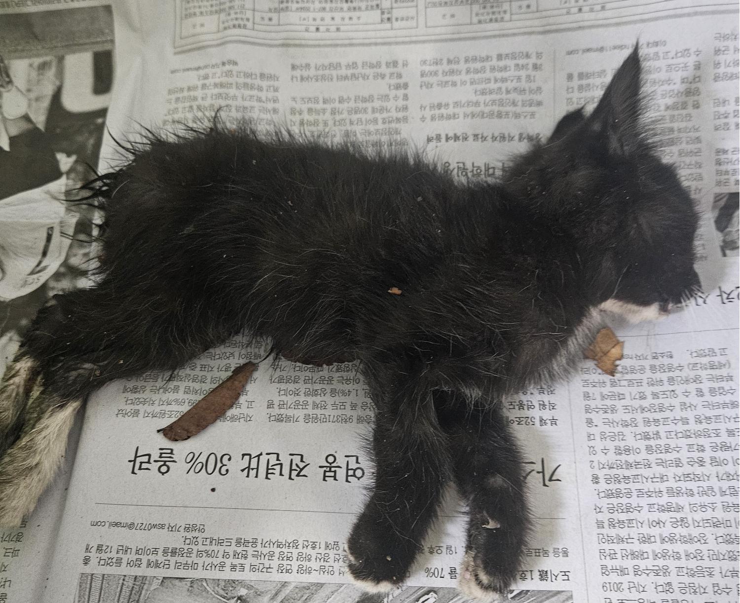 공고 번호가 대구-달서-2024-00163인 한국 고양이 동물 사진