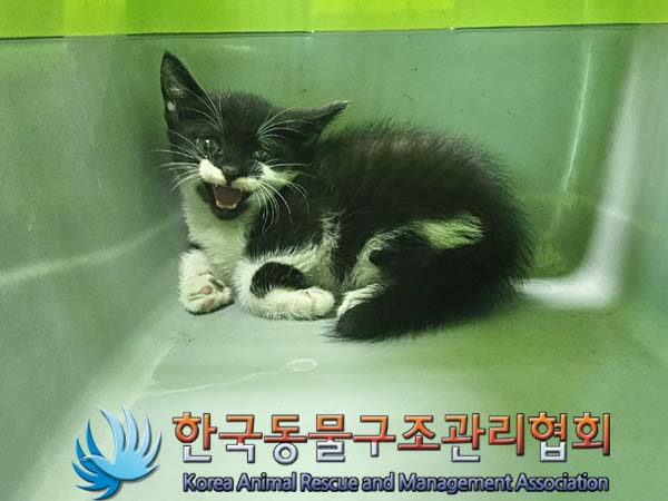 공고 번호가 서울-노원-2024-00064인 한국 고양이 동물 사진