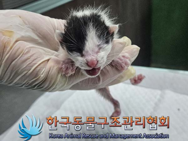 공고 번호가 경기-양주-2024-00279인 한국 고양이 동물 사진  