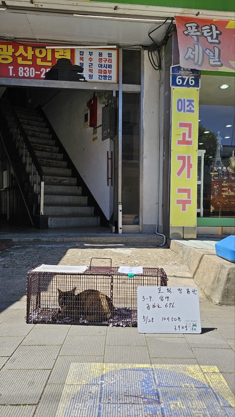 보호중동물사진 공고번호-서울-금천-2024-00095