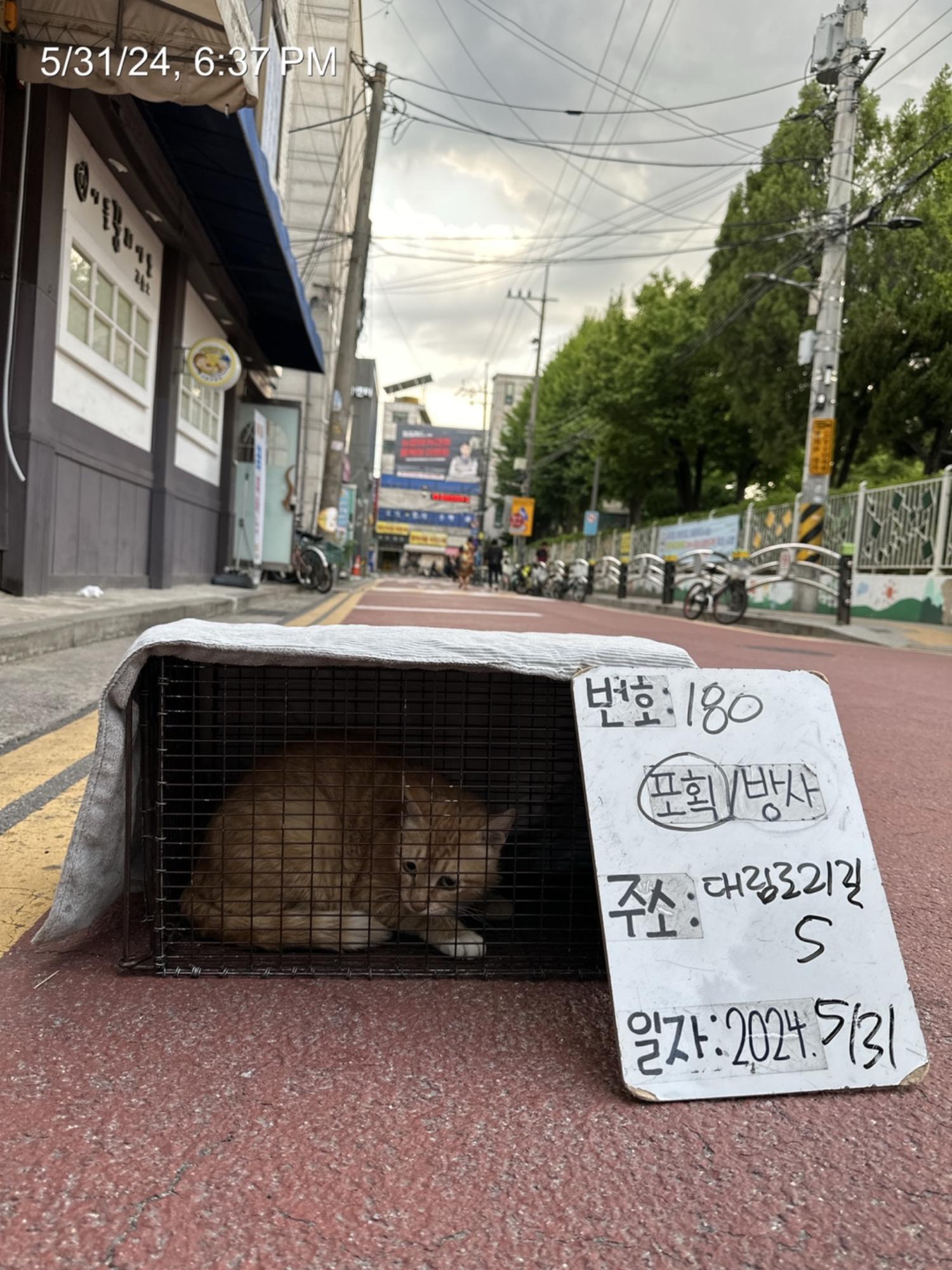 보호중동물사진 공고번호-서울-영등포-2024-00181