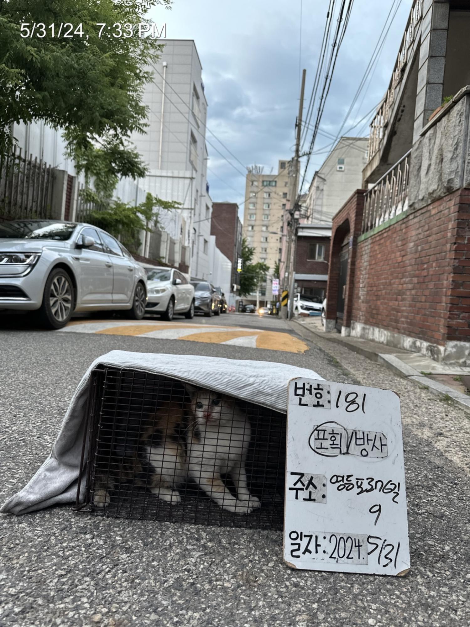 보호중동물사진 공고번호-서울-영등포-2024-00182
