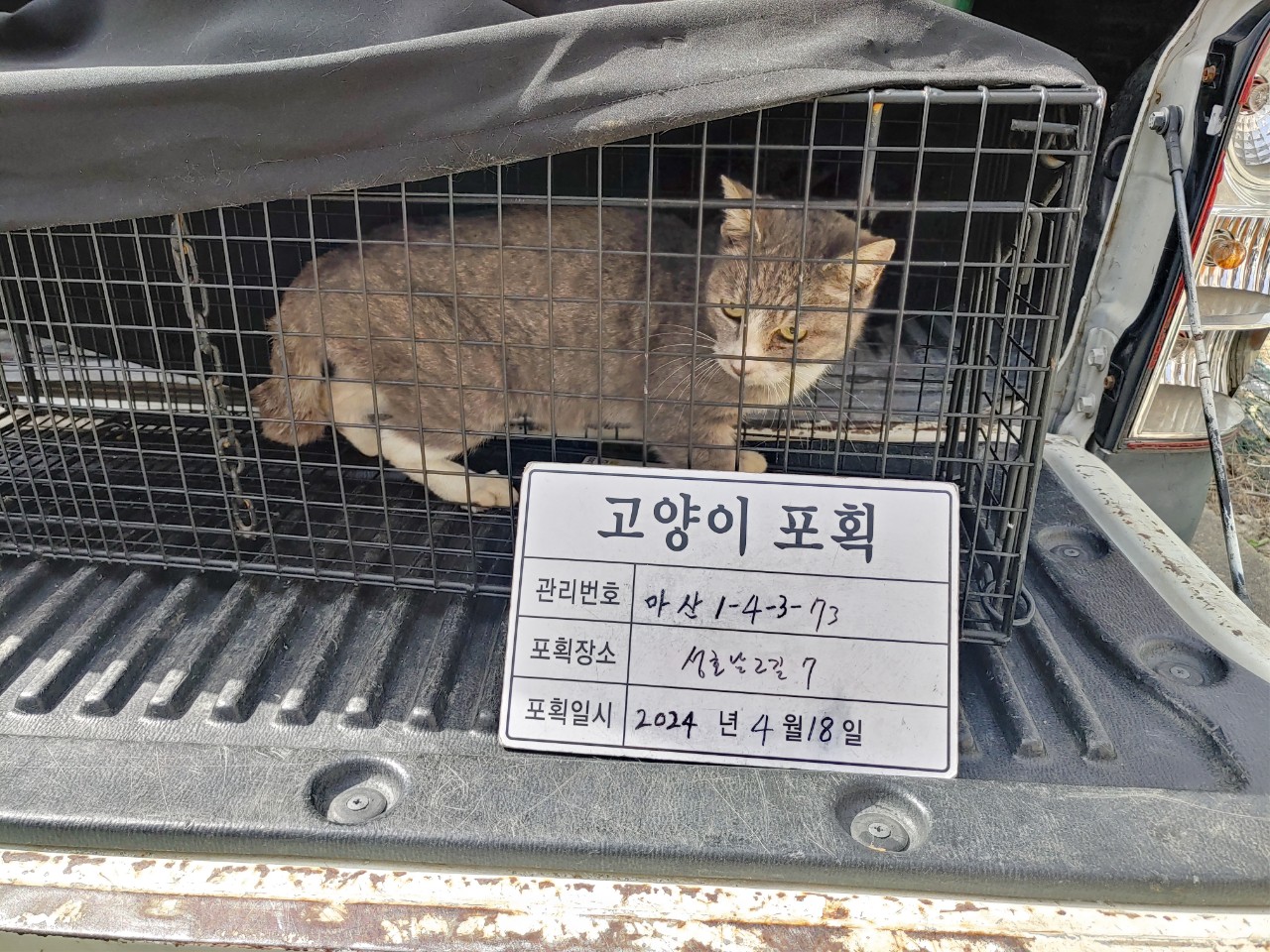 보호중동물사진 공고번호-경남-마산-2024-00526