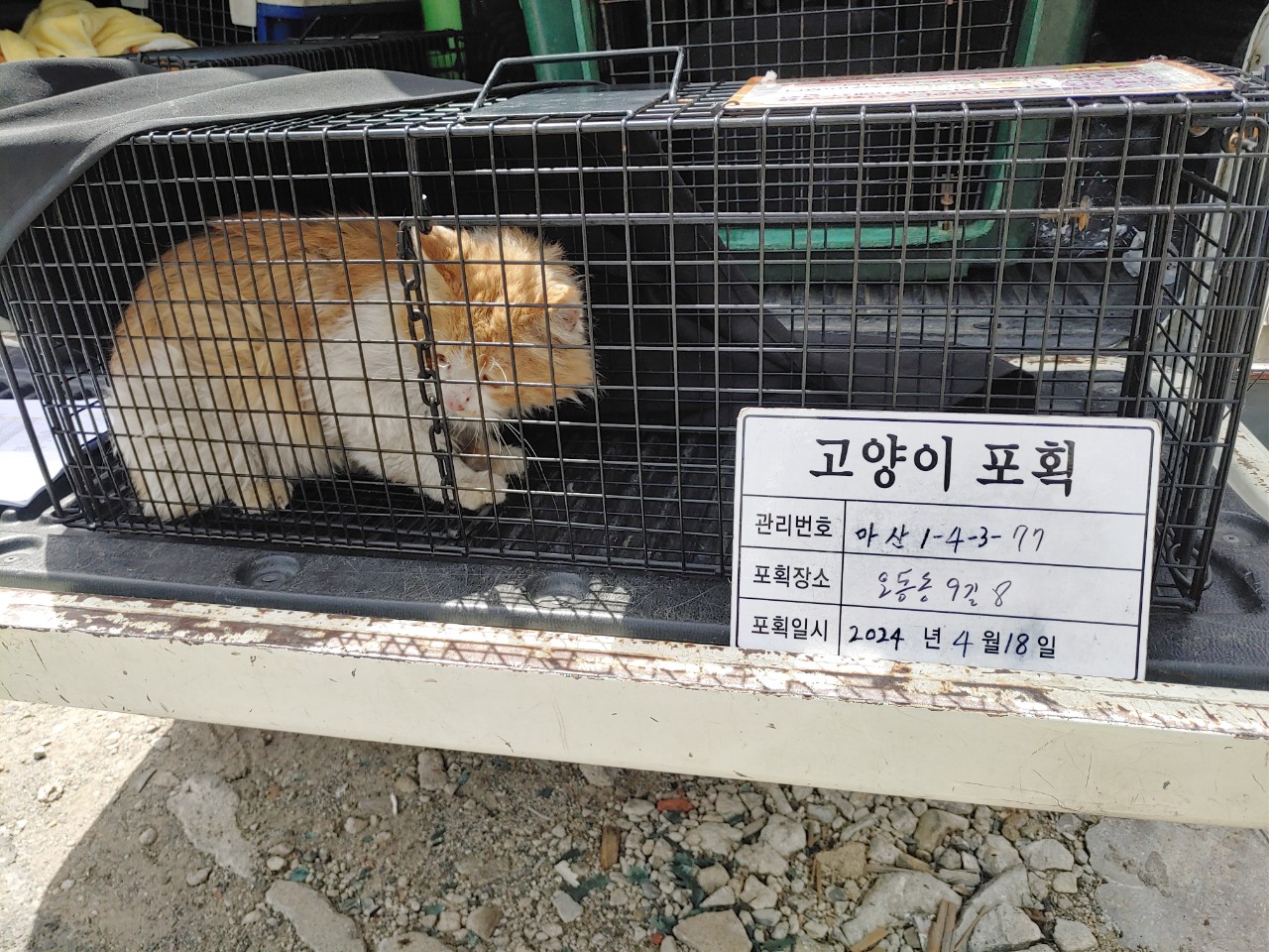 보호중동물사진 공고번호-경남-마산-2024-00530