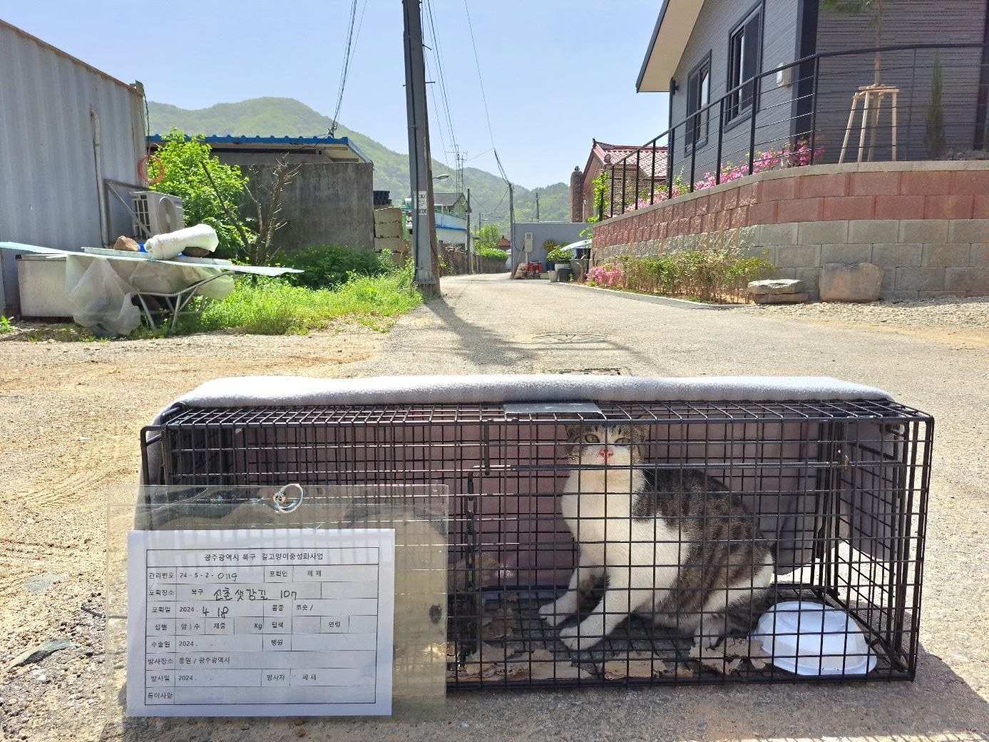 보호중동물사진 공고번호-광주-북구-2024-00103