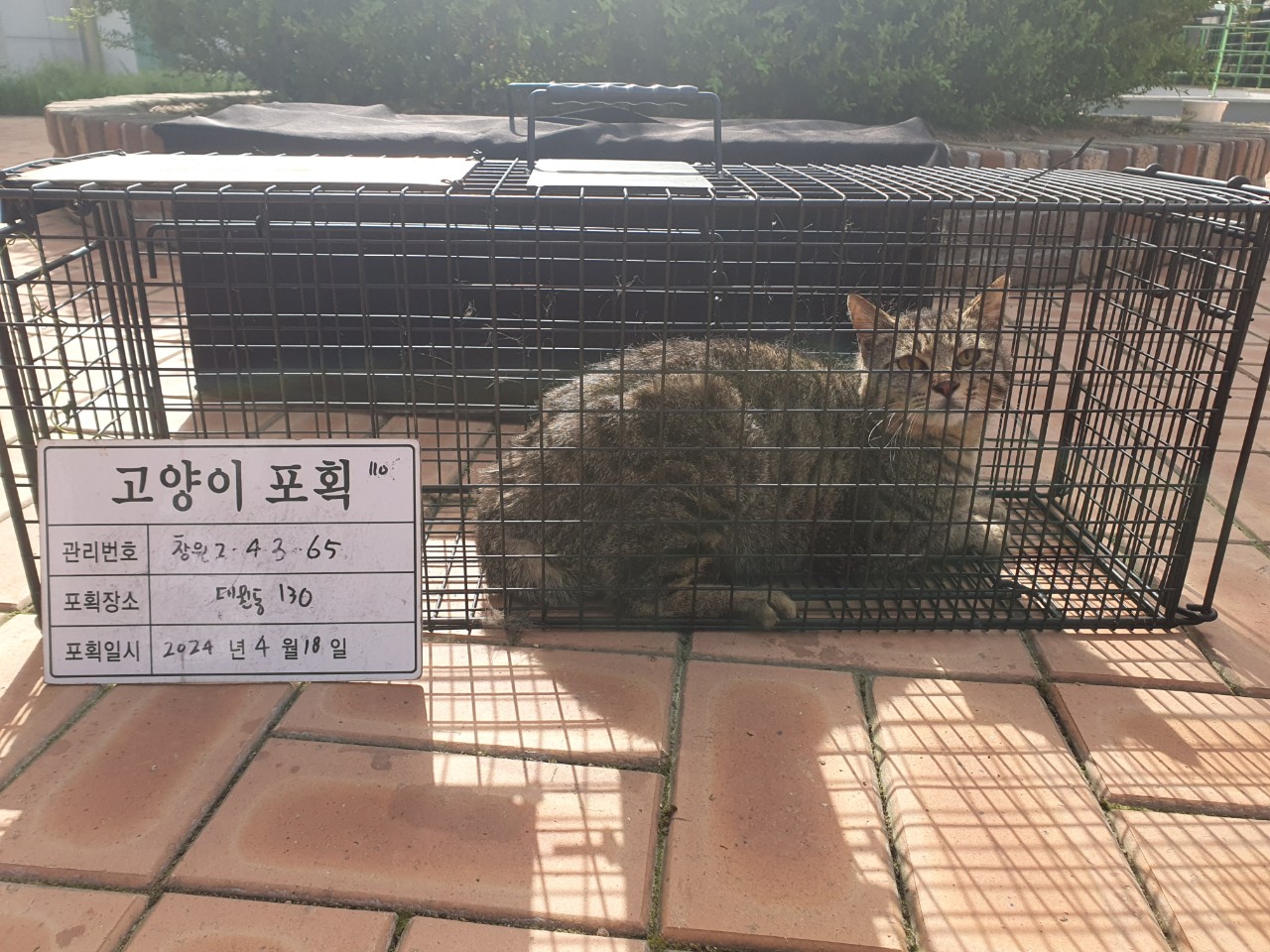 보호중동물사진 공고번호-경남-창원-2024-00423