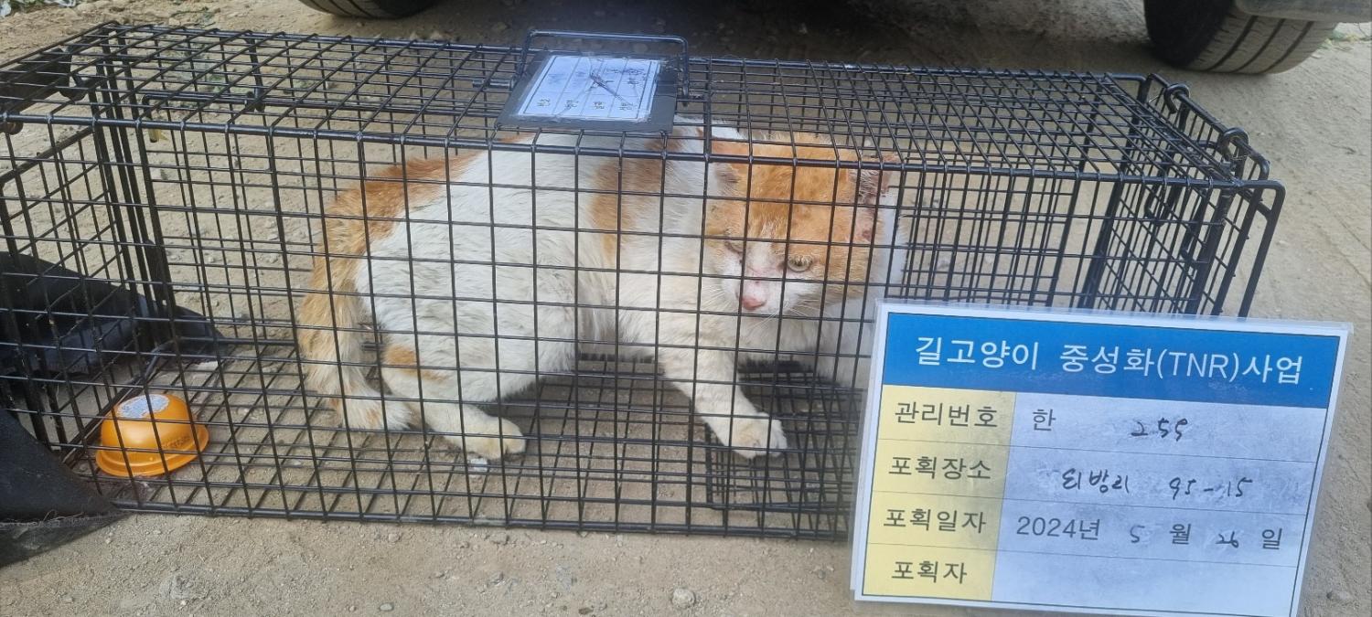 보호중동물사진 공고번호-경기-남양주-2024-01182