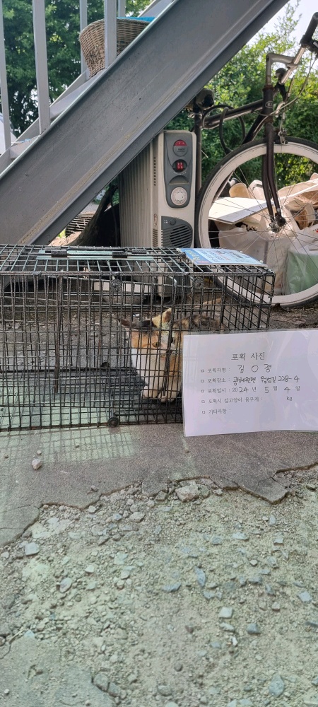 보호중동물사진 공고번호-충북-진천-2024-00149