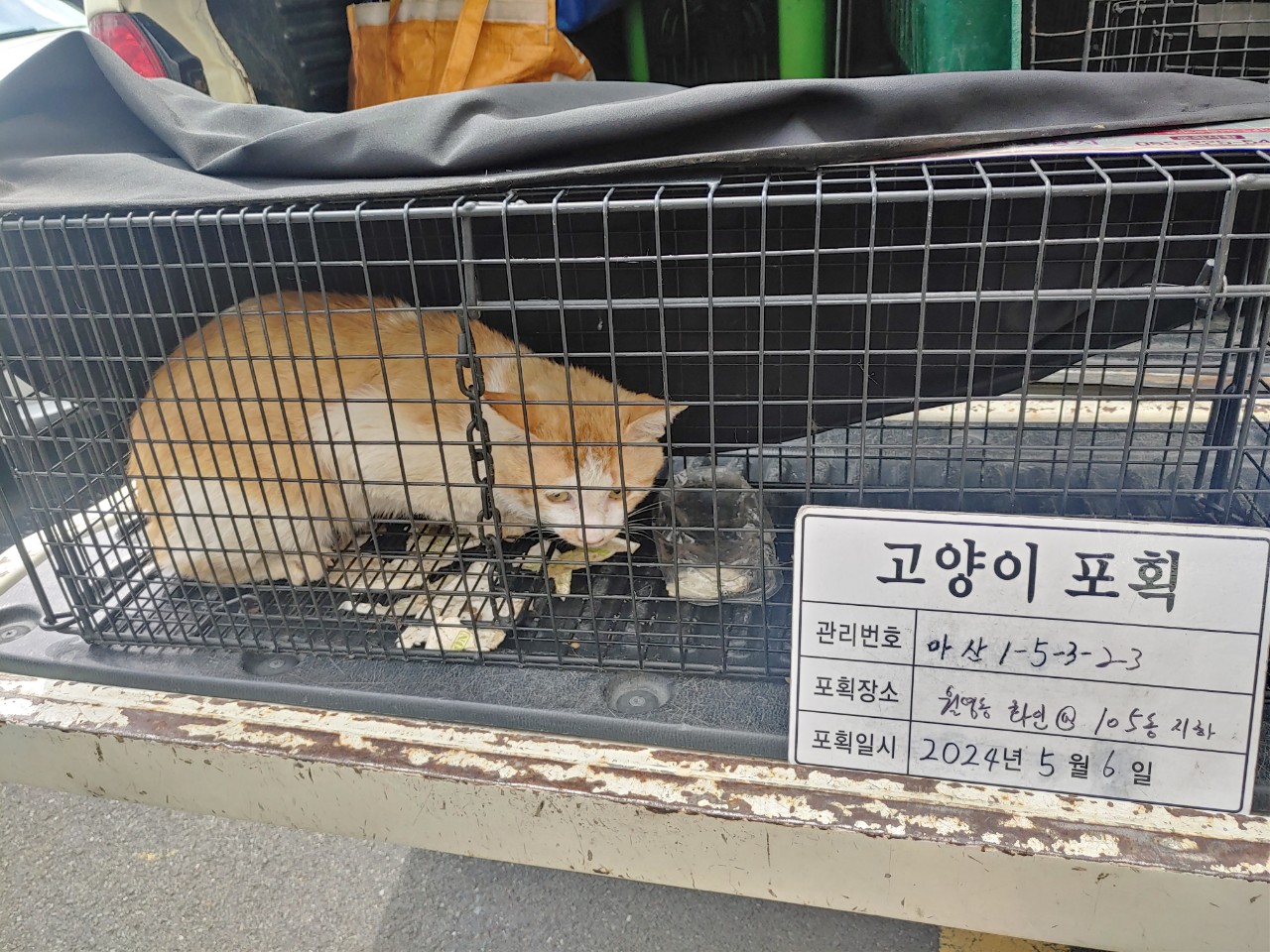 보호중동물사진 공고번호-경남-마산-2024-00645