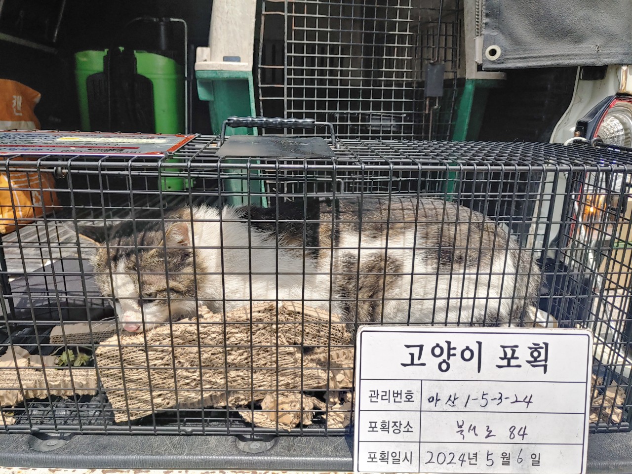 보호중동물사진 공고번호-경남-마산-2024-00646