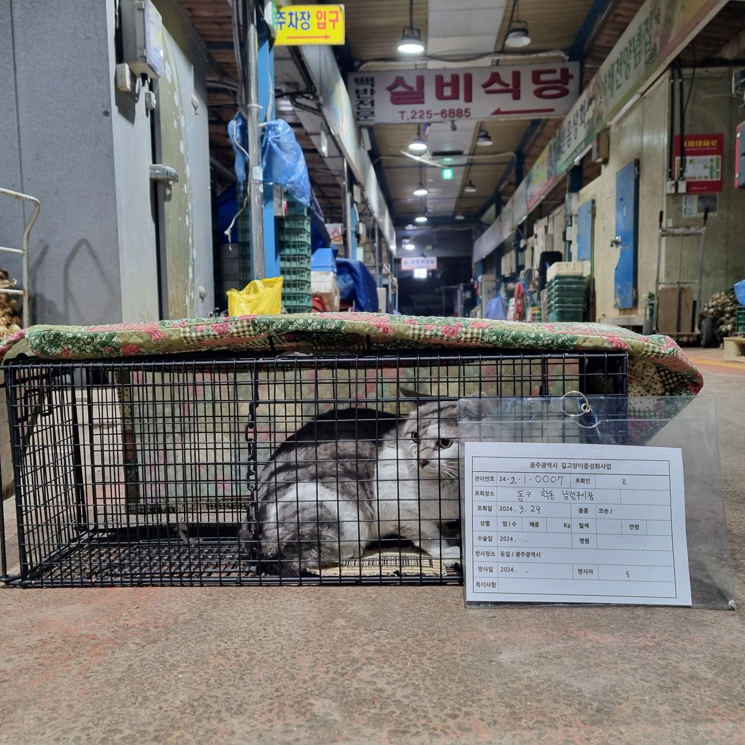보호중동물사진 공고번호-광주-동구-2024-00003
