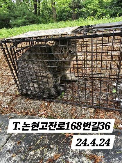 보호중동물사진 공고번호-인천-남동-2024-00238