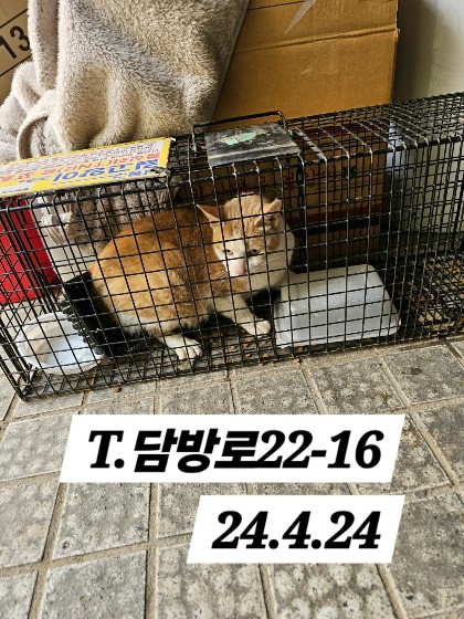 보호중동물사진 공고번호-인천-남동-2024-00239