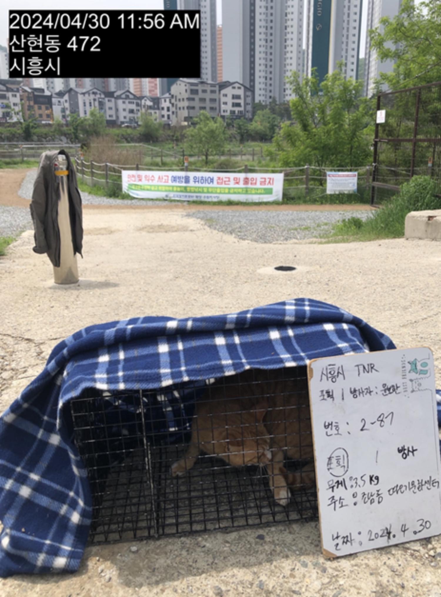 보호중동물사진 공고번호-경기-시흥-2024-00332