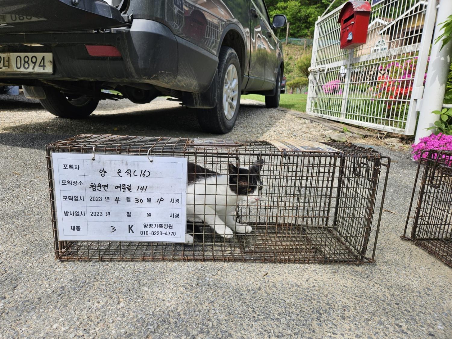 보호중동물사진 공고번호-경기-양평-2024-00547