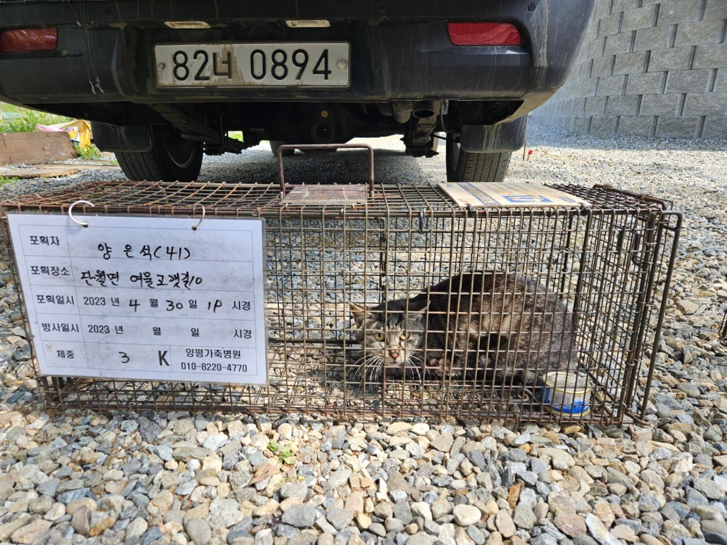 보호중동물사진 공고번호-경기-양평-2024-00545