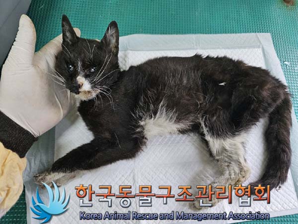 공고 번호가 서울-성동-2024-00031인 한국 고양이 동물 사진  