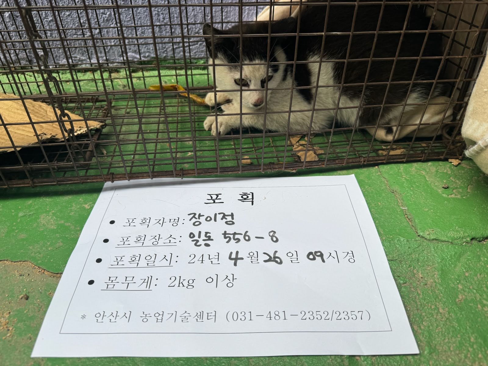 보호중동물사진 공고번호-경기-안산-2024-00562