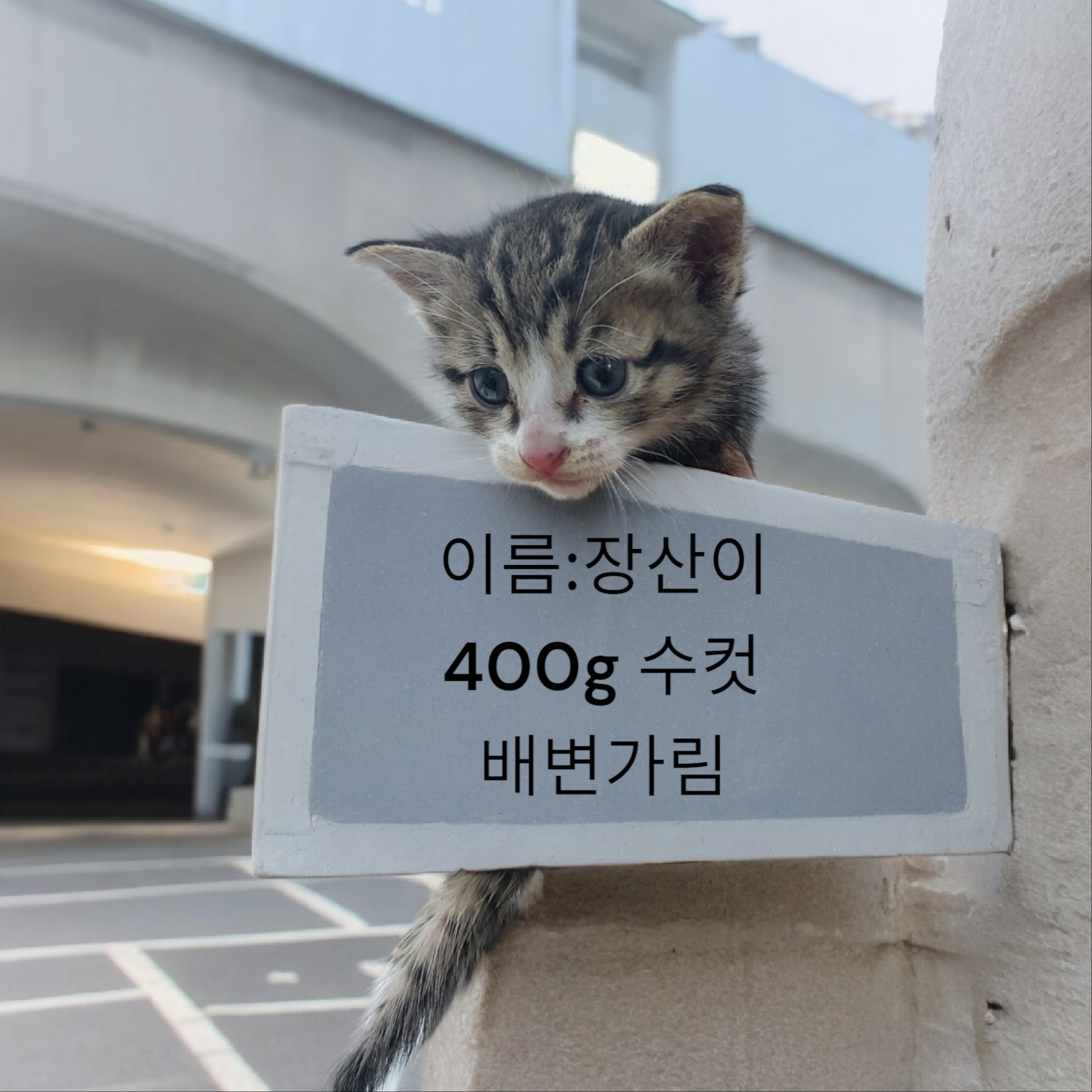 공고 번호가 경북-성주-2024-00224인 한국 고양이 동물 사진