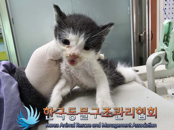 공고 번호가 경기-연천-2024-00236인 한국 고양이 동물 사진  