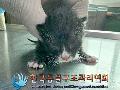 공고 번호가 경기-파주-2024-00369인 한국 고양이 동물 사진