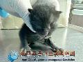 공고 번호가 경기-파주-2024-00370인 한국 고양이 동물 사진