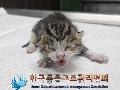 공고 번호가 경기-파주-2024-00381인 한국 고양이 동물 사진