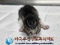 공고 번호가 경기-파주-2024-00378인 한국 고양이 동물 사진