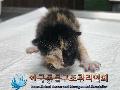 공고 번호가 경기-파주-2024-00380인 한국 고양이 동물 사진
