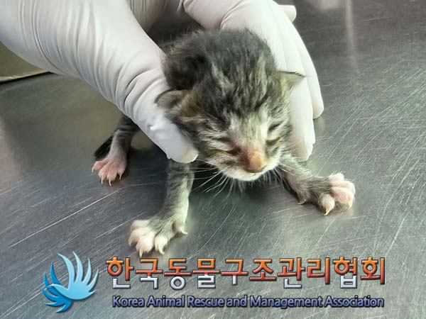 공고 번호가 서울-중랑-2024-00048인 한국 고양이 동물 사진  