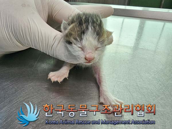공고 번호가 서울-중랑-2024-00047인 한국 고양이 동물 사진  