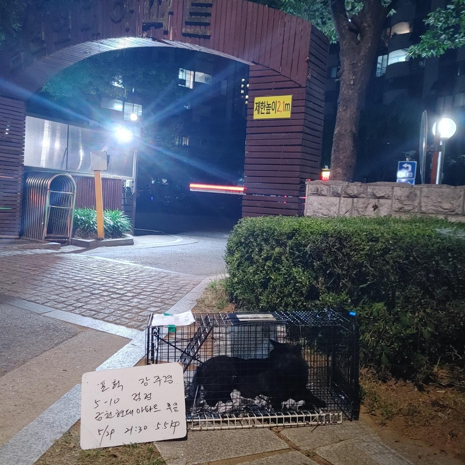 보호중동물사진 공고번호-서울-금천-2024-00096
