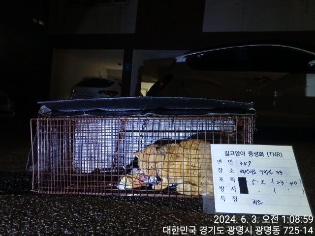 보호중동물사진 공고번호-경기-광명-2024-00349