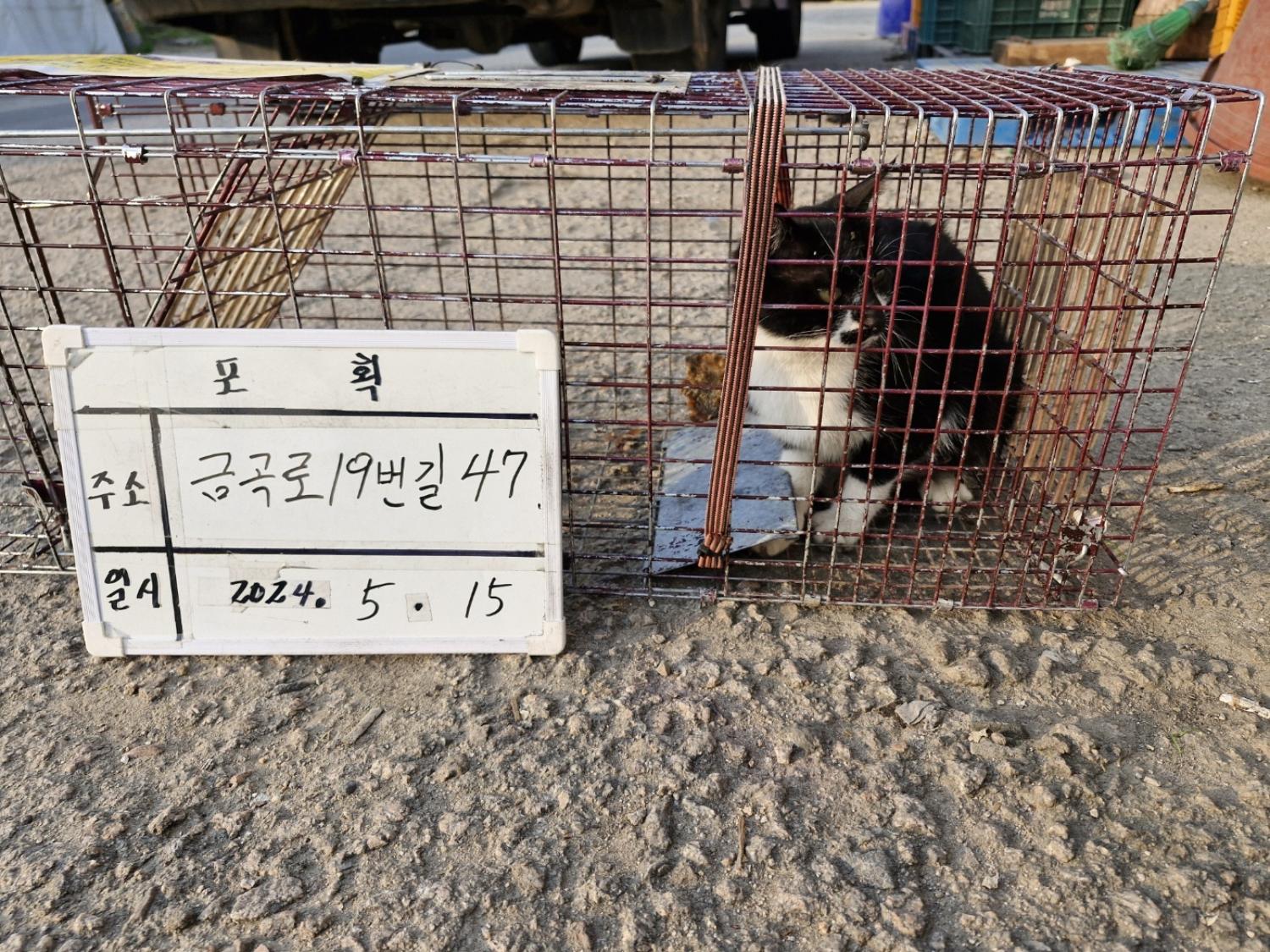 보호중동물사진 공고번호-경기-남양주-2024-01072