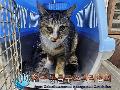 공고 번호가 서울-강서-2024-00054인 한국 고양이 동물 사진