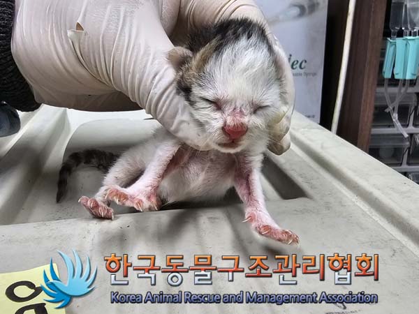 공고 번호가 서울-송파-2024-00040인 한국 고양이 동물 사진  