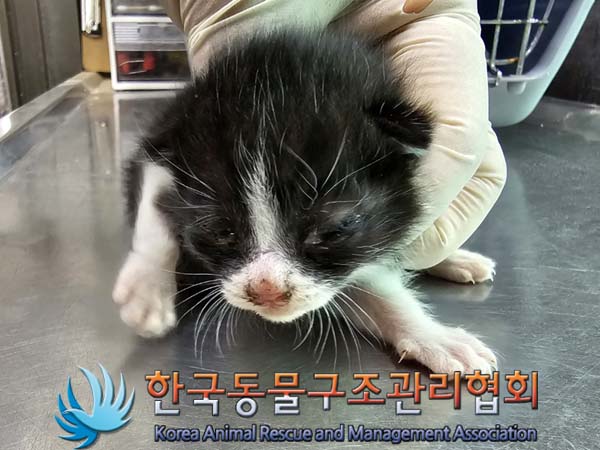 공고 번호가 서울-도봉-2024-00044인 한국 고양이 동물 사진