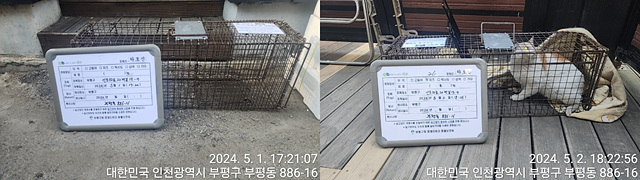 보호중동물사진 공고번호-인천-부평-2024-00092