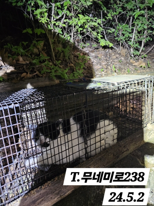 보호중동물사진 공고번호-인천-남동-2024-00268
