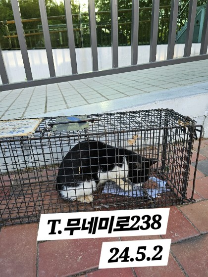 보호중동물사진 공고번호-인천-남동-2024-00271