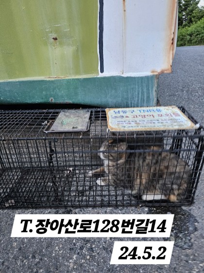 보호중동물사진 공고번호-인천-남동-2024-00269