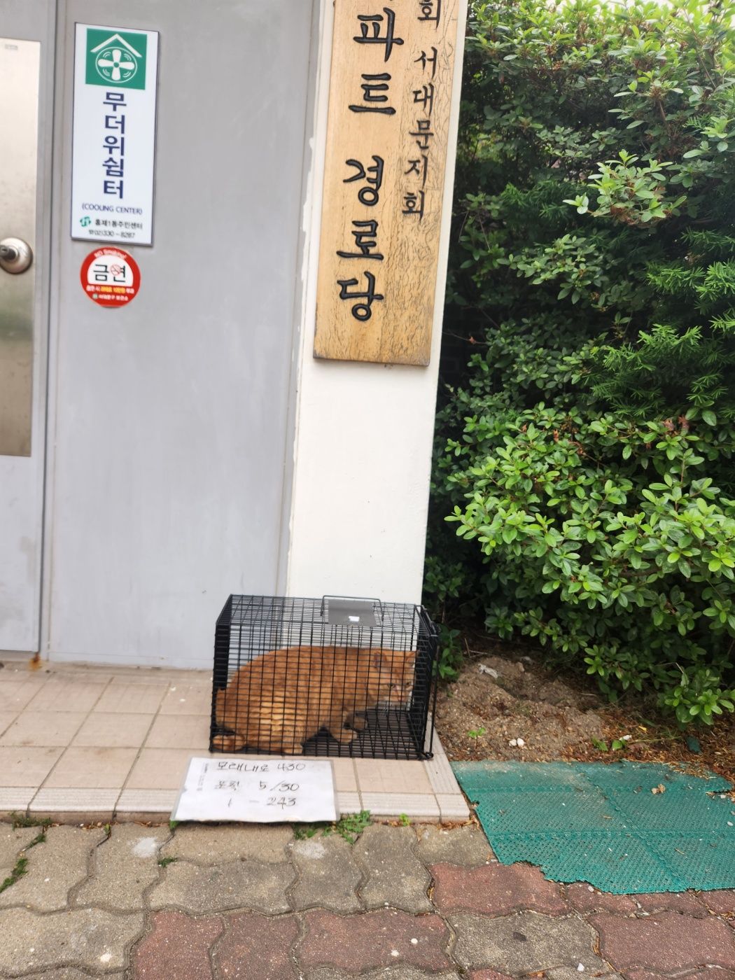 보호중동물사진 공고번호-서울-서대문-2024-00423