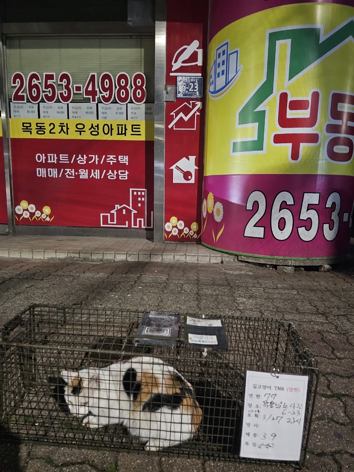 보호중동물사진 공고번호-서울-양천-2024-00115
