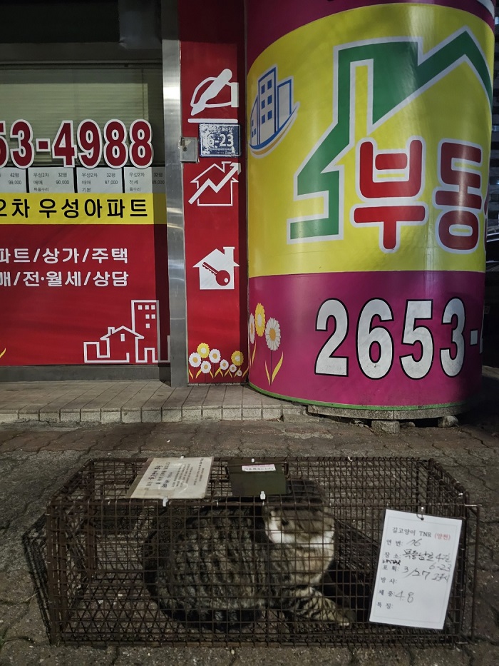 보호중동물사진 공고번호-서울-양천-2024-00114