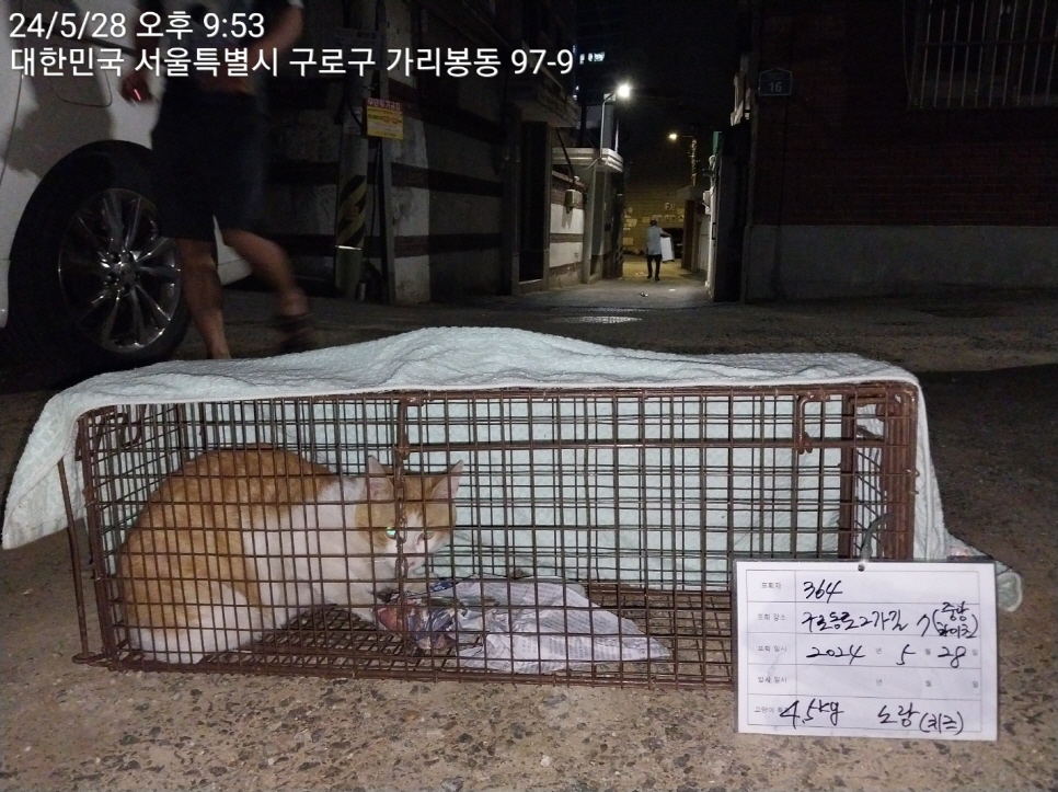 보호중동물사진 공고번호-서울-구로-2024-00223