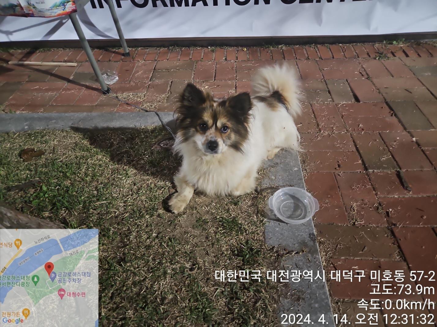 공고 번호가 대전-대덕-2024-00069인 믹스견 동물 사진
