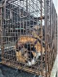 공고 번호가 강원-동해-2024-00073인 한국 고양이 동물 사진