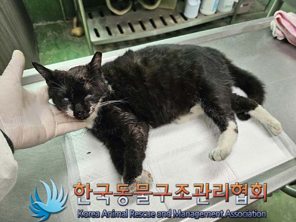 공고 번호가 서울-강서-2024-00067인 한국 고양이 동물 사진  