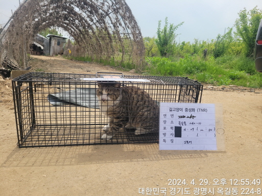 보호중동물사진 공고번호-경기-광명-2024-00263